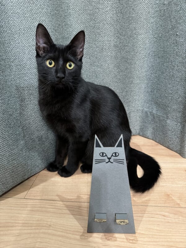 Mia Jr with kuro neko
